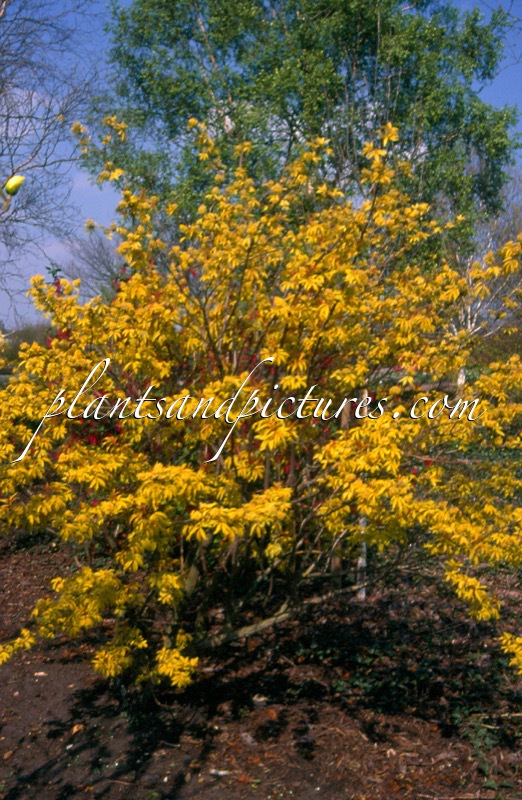 Sambucus racemosa ‘Plumosa Aurea’