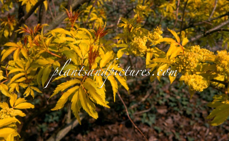Sambucus racemosa ‘Plumosa Aurea’