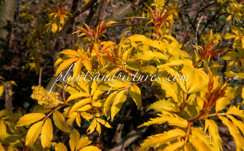 Sambucus racemosa ‘Plumosa Aurea’