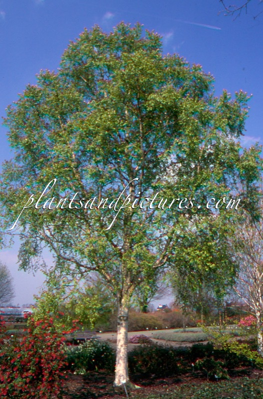 Betula ermanii