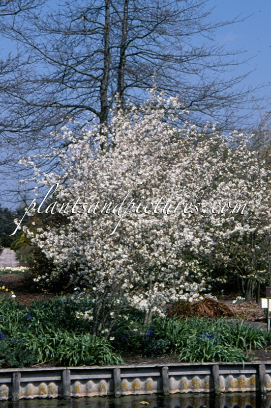 Amelanchier laevis ‘Snowflakes’