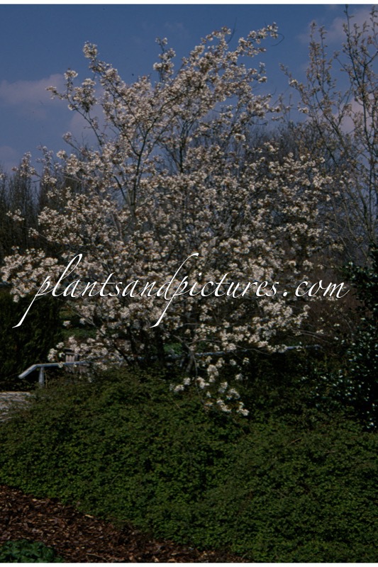 Amelanchier ‘Ballerina’