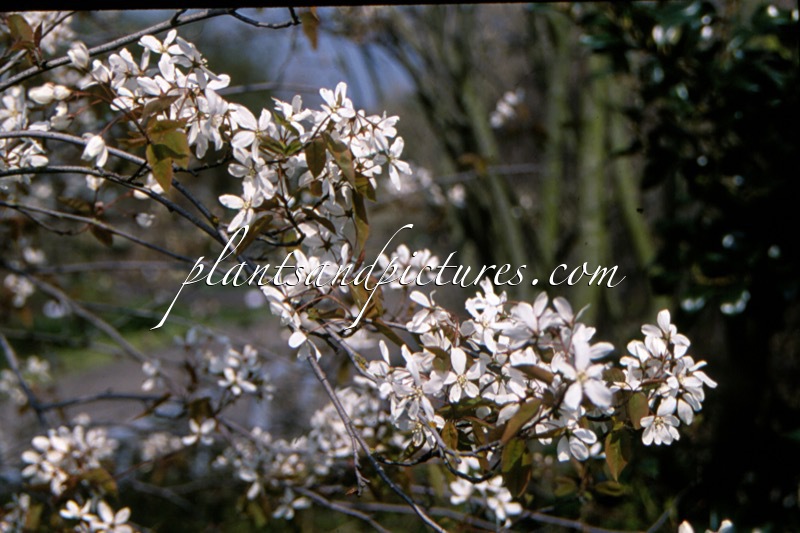 Amelanchier ‘Ballerina’