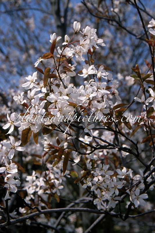 Amelanchier ‘Ballerina’