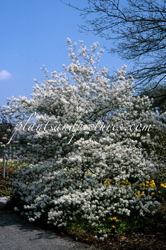 Amelanchier lamarckii