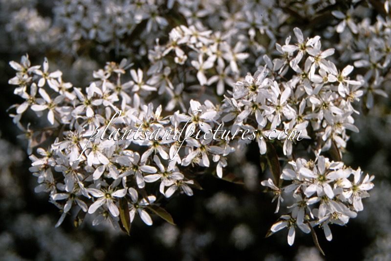 Amelanchier lamarckii