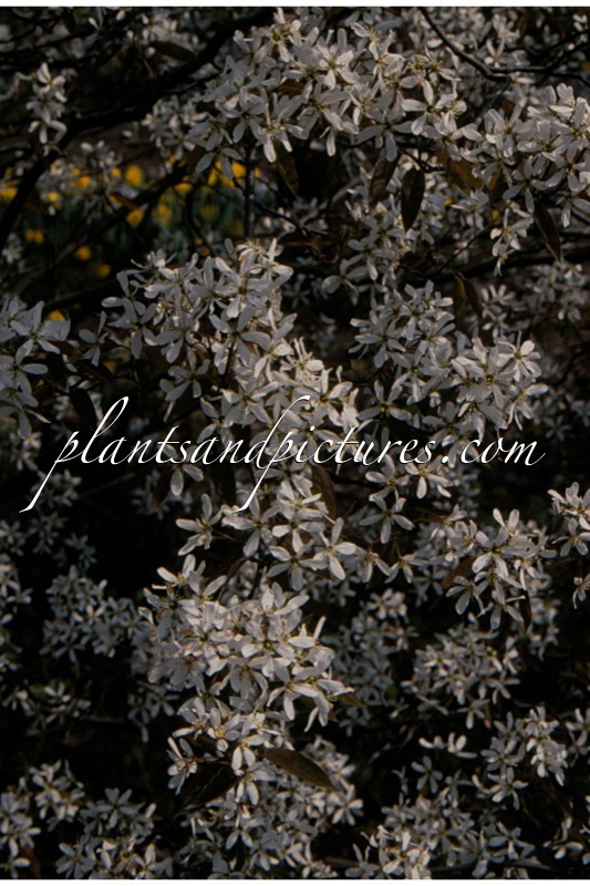 Amelanchier lamarckii