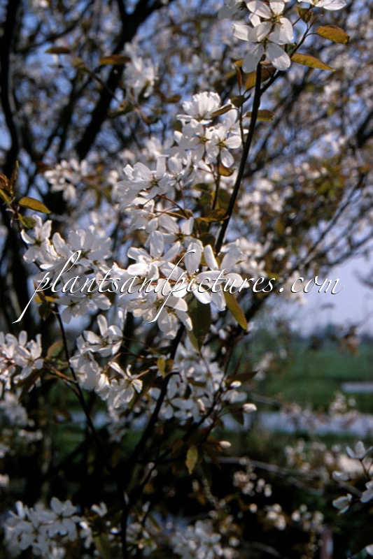 Amelanchier laevis ‘Snowflakes’
