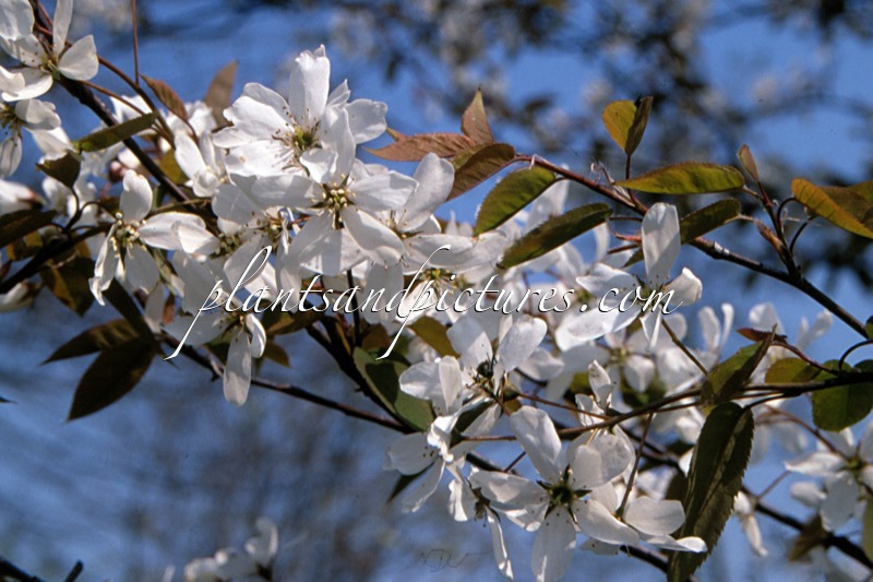 Amelanchier laevis ‘Snowflakes’