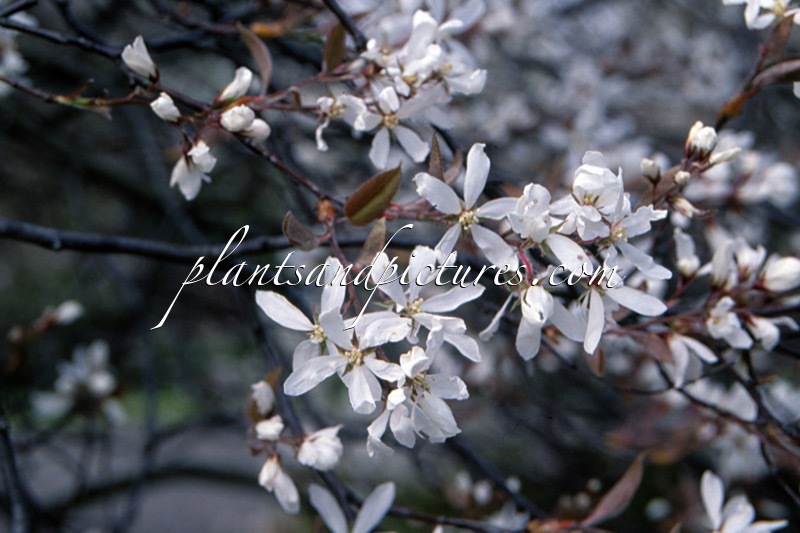 Amelanchier ‘La Paloma’