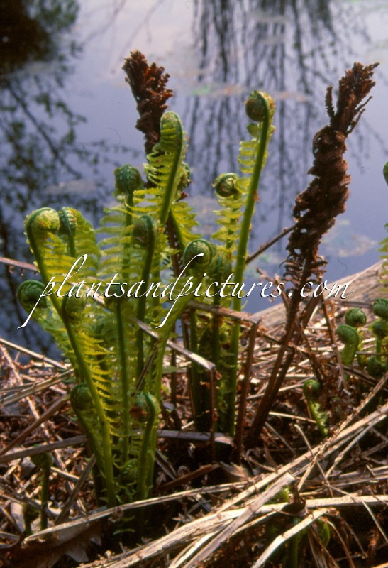 Matteuccia struthiopteris