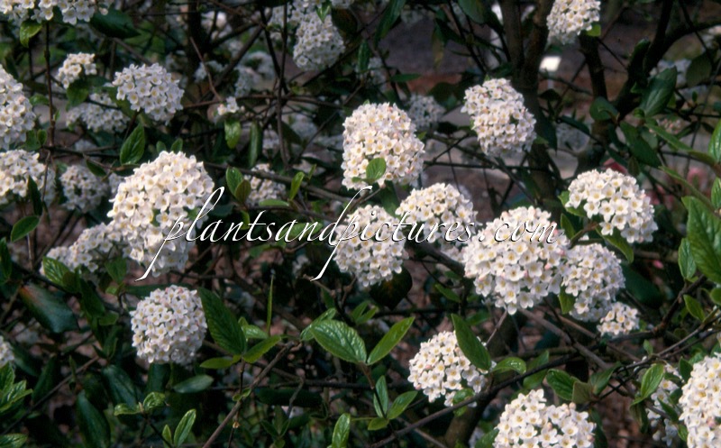 Viburnum burkwoodii