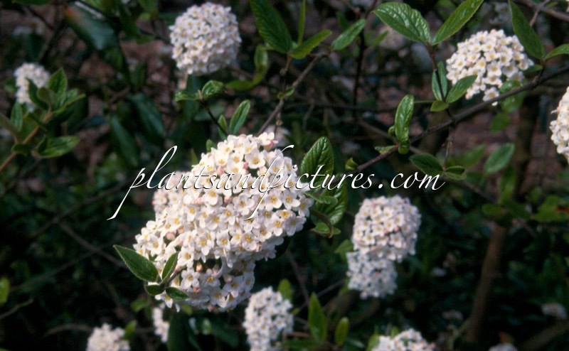 Viburnum burkwoodii