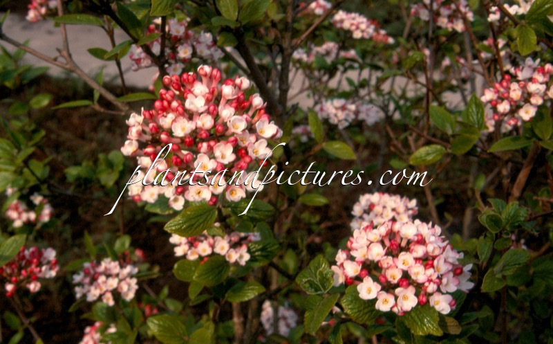 Viburnum burkwoodii ‘Mohawk’