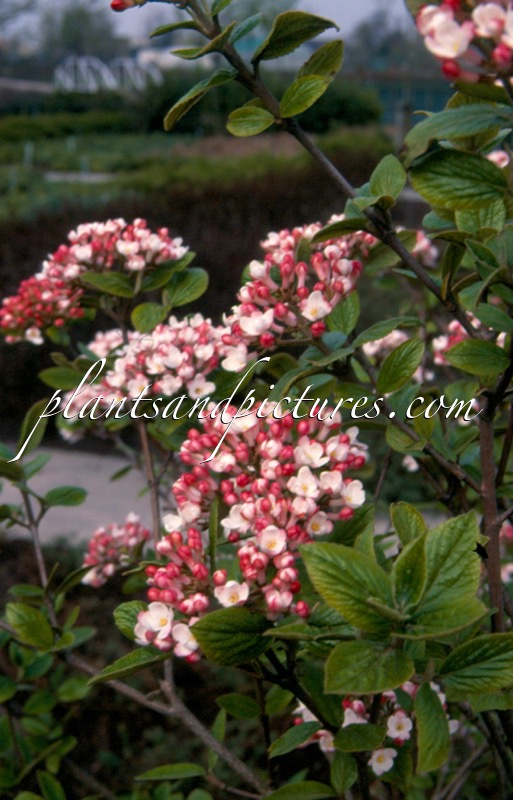 Viburnum burkwoodii ‘Mohawk’