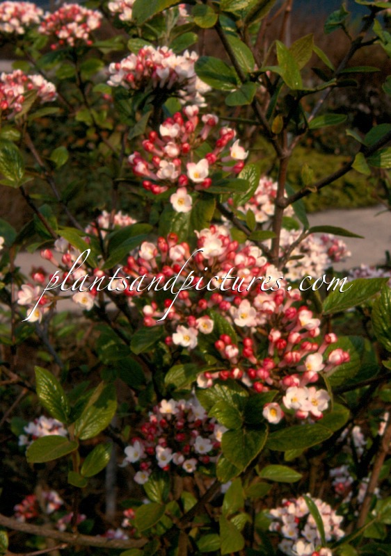 Viburnum burkwoodii ‘Mohawk’