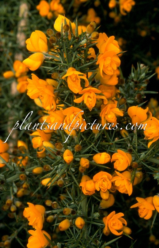 Ulex europaeus ‘Flore Pleno’