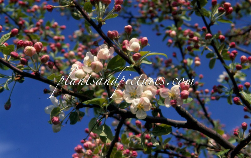 Malus ‘Evereste’ (PERPETU)