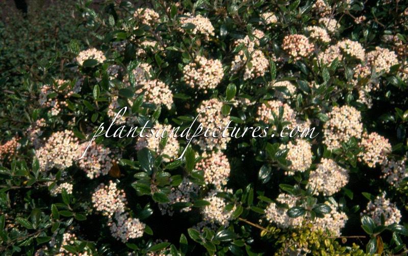 Viburnum burkwoodii ‘Conoy’