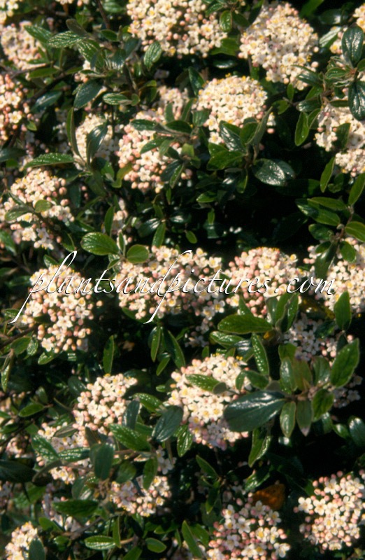 Viburnum burkwoodii ‘Conoy’