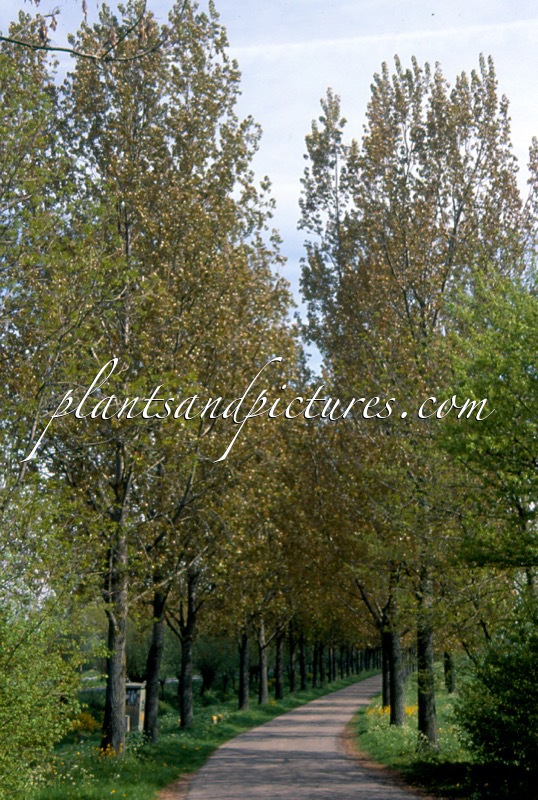 Populus canadensis ‘Robusta’