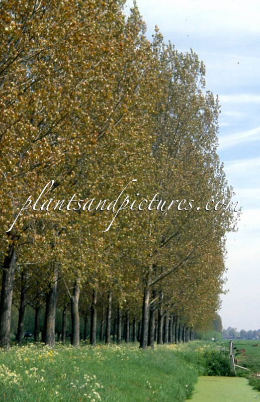 Populus canadensis ‘Robusta’