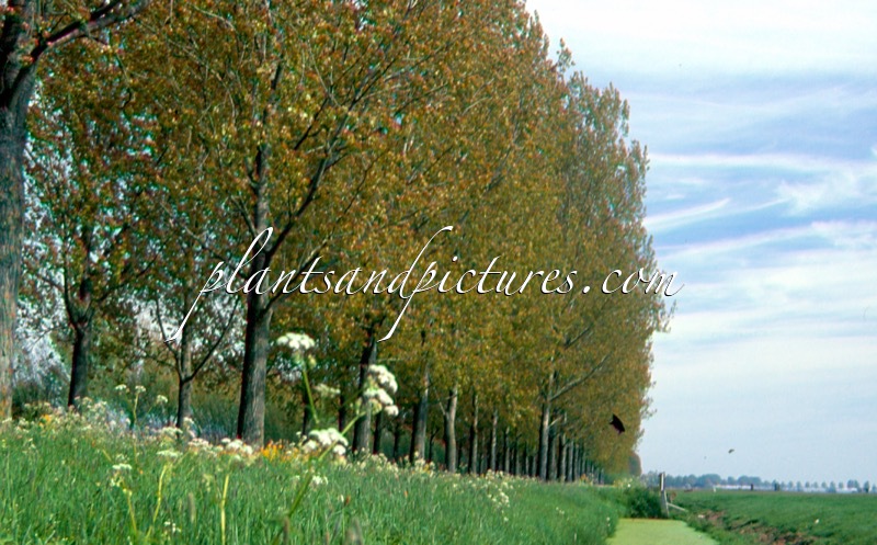 Populus canadensis ‘Robusta’