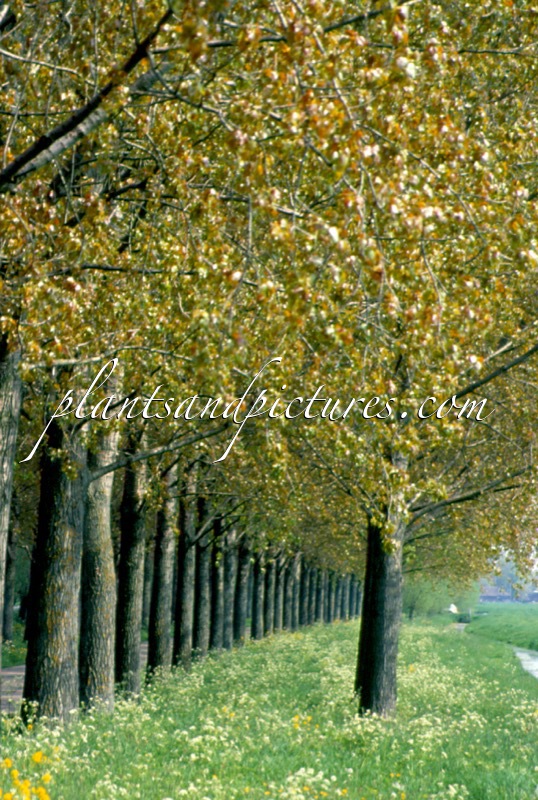 Populus canadensis ‘Robusta’