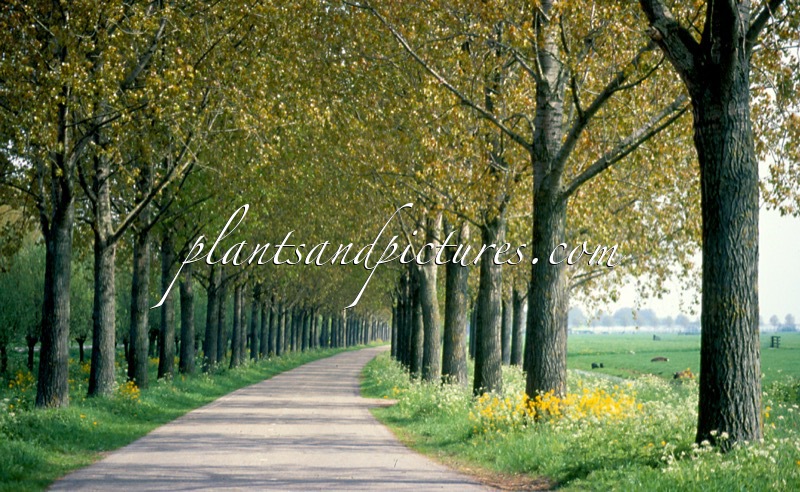 Populus canadensis ‘Robusta’