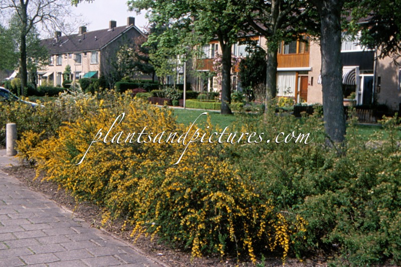 Berberis stenophylla ‘Handsworth’