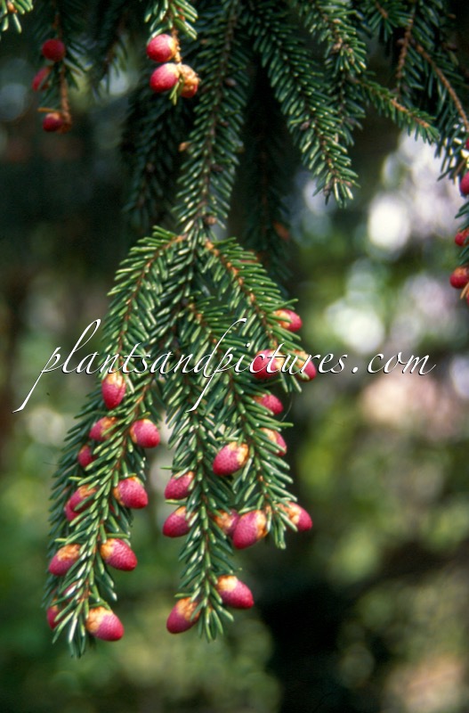 Picea orientalis ‘Atrovirens’
