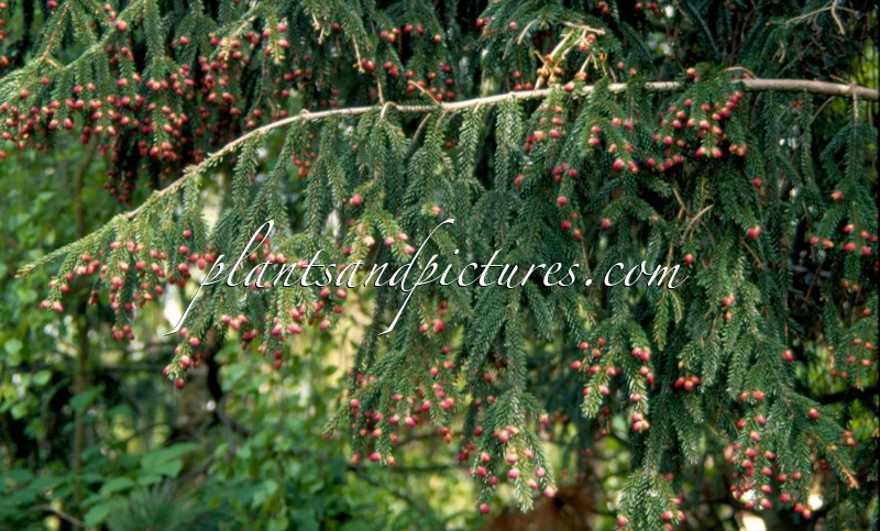 Picea orientalis ‘Atrovirens’