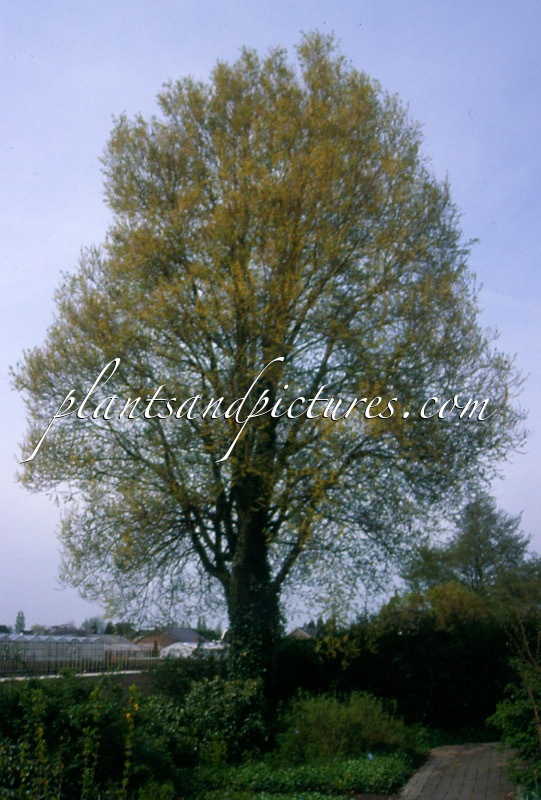 Salix alba ‘Chermesina’