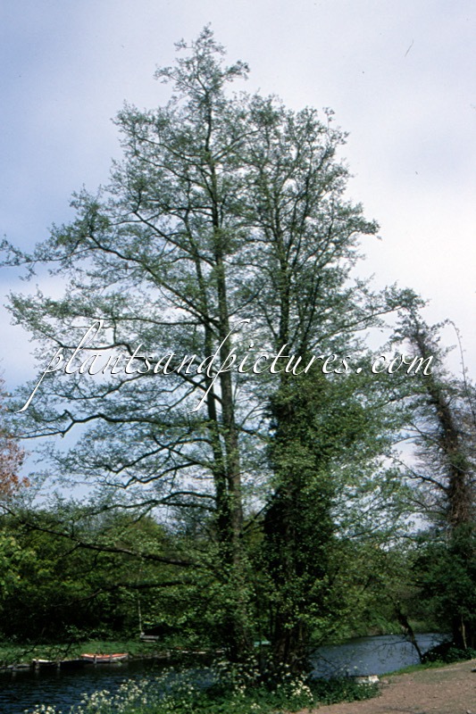 Alnus glutinosa