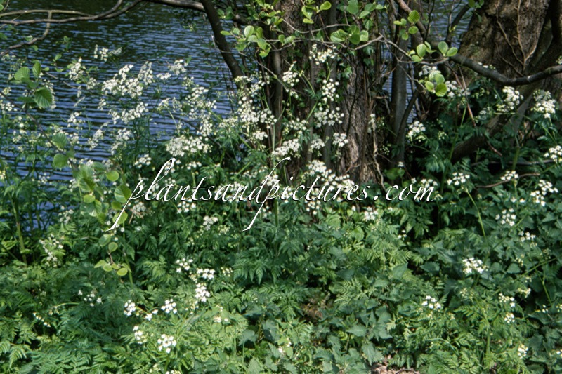 Anthriscus sylvestris