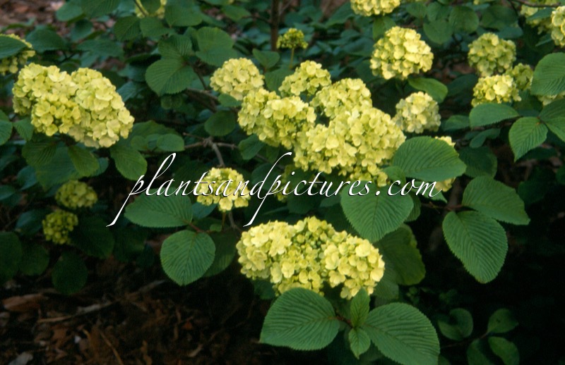 Viburnum plicatum ‘Grandiflorum’