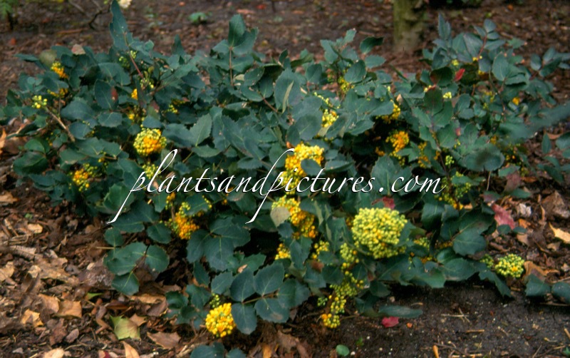 Mahonia pumila