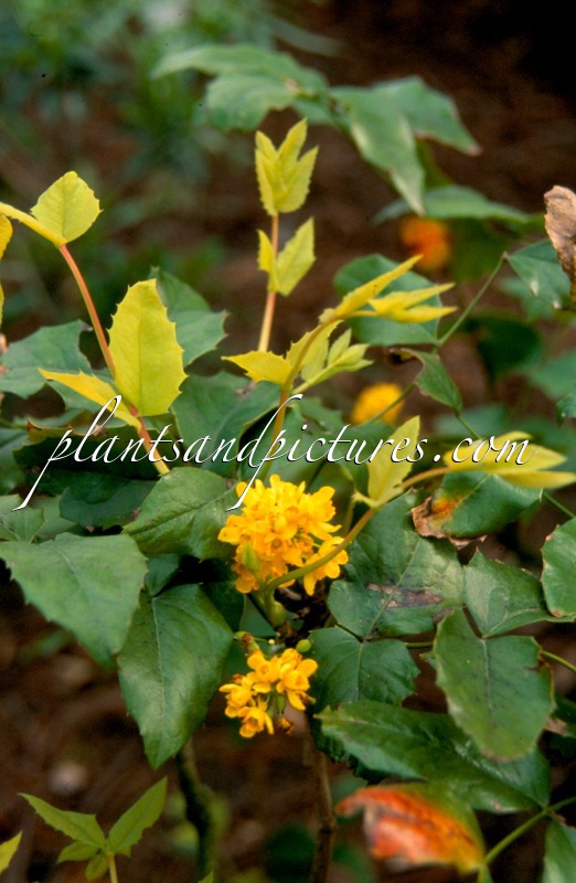 Mahonia wagneri ‘Moseri’