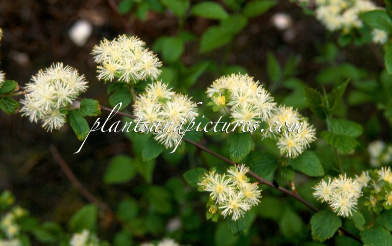 Neviusia alabamensis