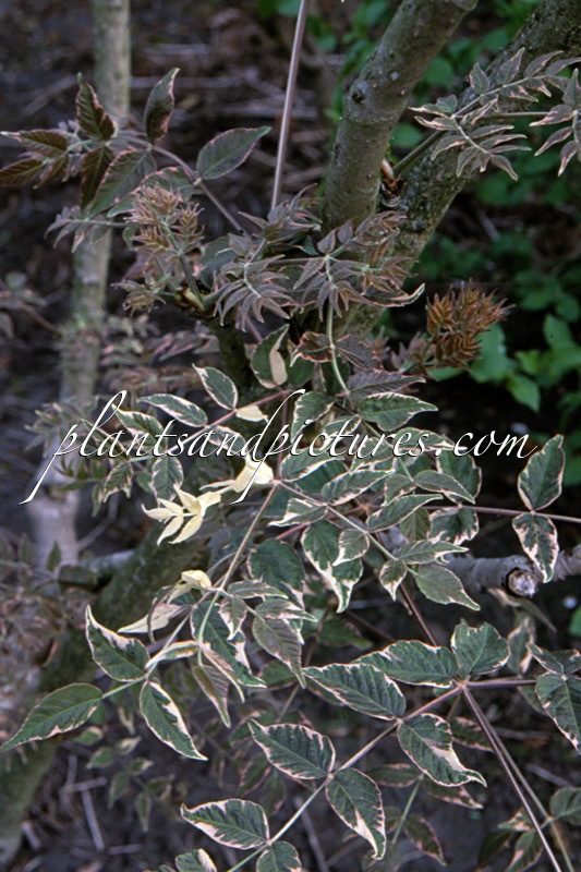 Aralia elata ‘Silver Umbrella’