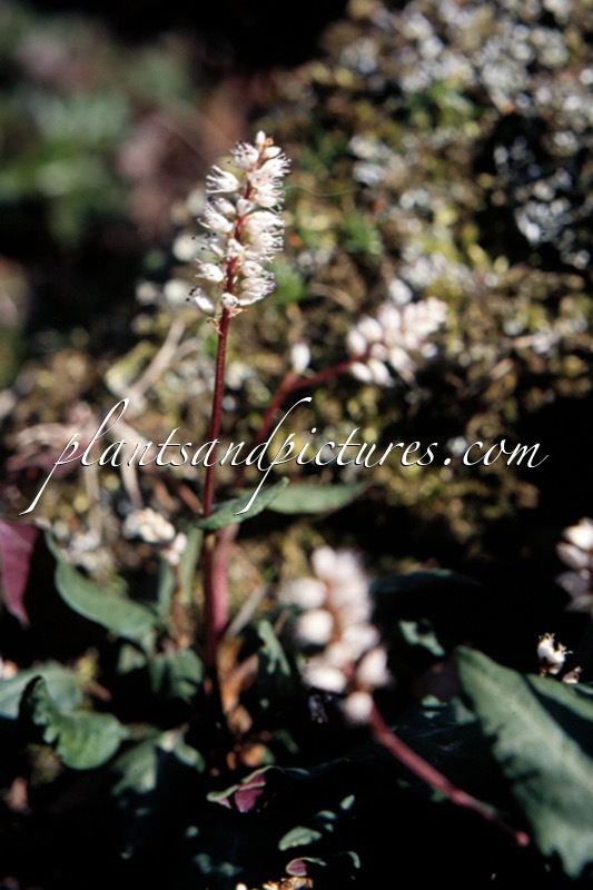 Persicaria vaciniifolia