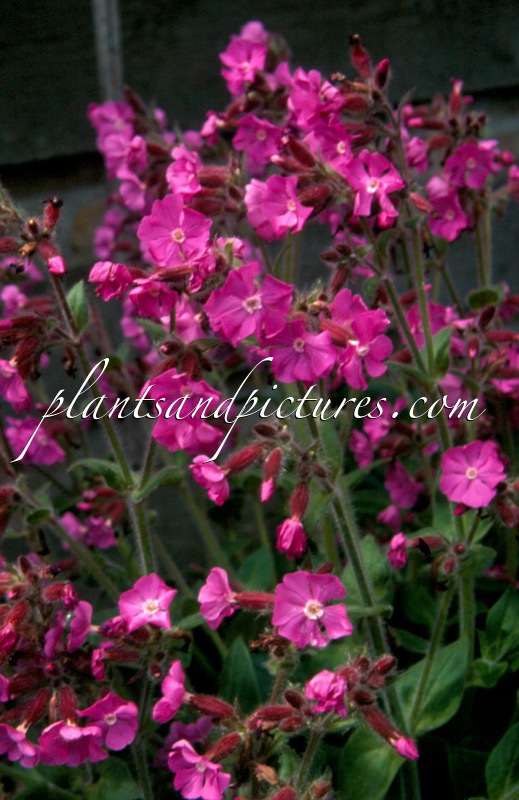 Lychnis ‘Rolly’s Favorite’