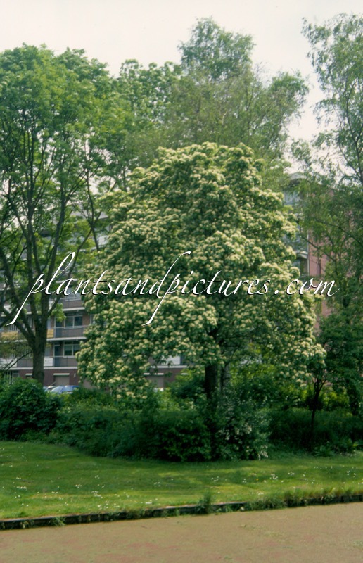 Sorbus aria ‘Lutescens’