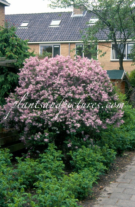 Syringa meyeri ‘Palibin’
