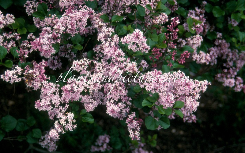 Syringa meyeri ‘Palibin’