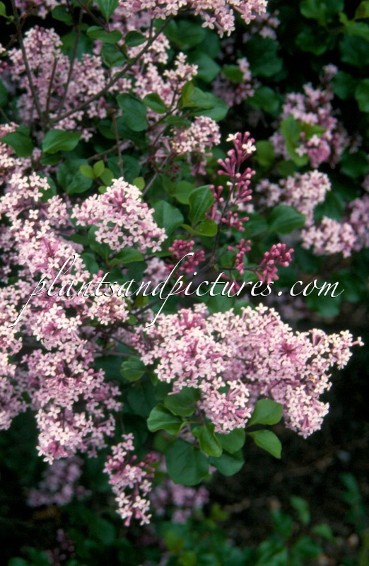 Syringa meyeri ‘Palibin’