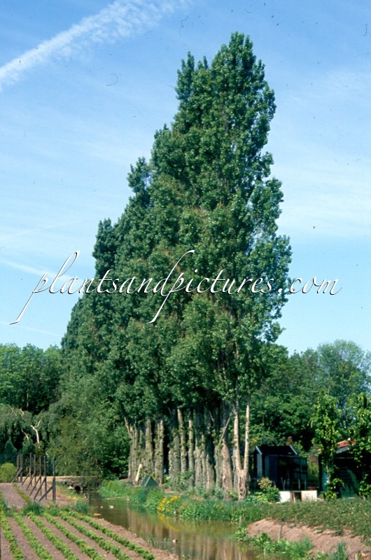 Populus nigra ‘Italica’