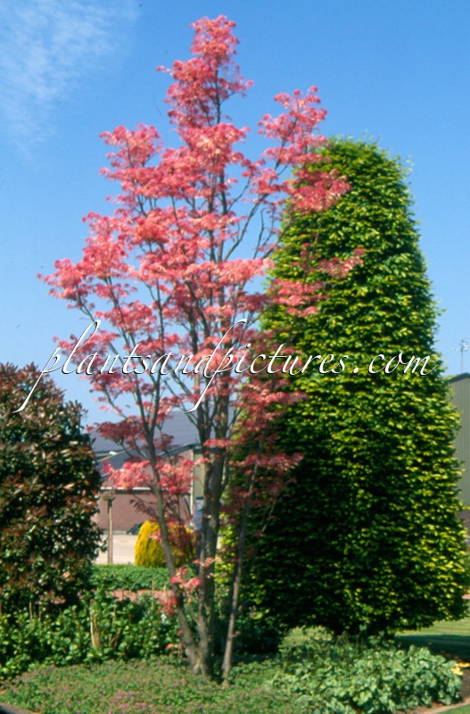 Toona sinensis ‘Flamingo’