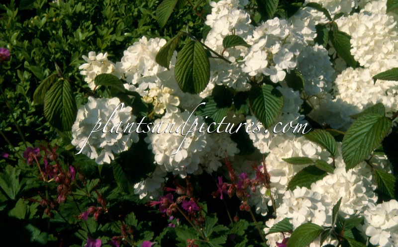 Viburnum plicatum ‘Newport’