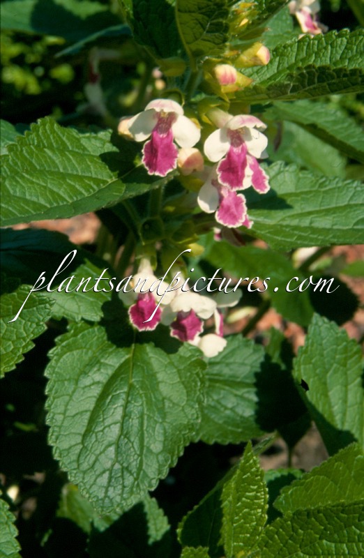 Melittis melissophyllum ‘Royal Velvet Distinction’